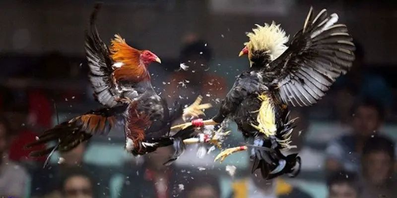 Kinh Nghiệm Cá Cược Đá Gà Cựa Sắt Hiệu Quả Tại 58win