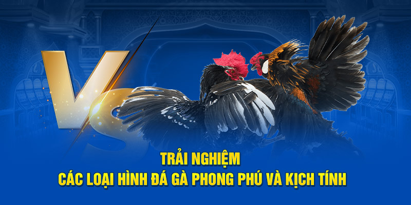 Các Hình Thức Đá Gà Phổ Biến Tại 58WIN